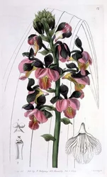 Orchis Lissochilus Roseus, uitgegeven door I. Ridgway