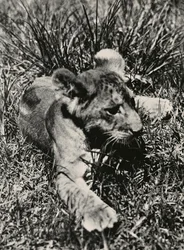 Een voorbeeld van een jonge leeuw, 09/05/1936