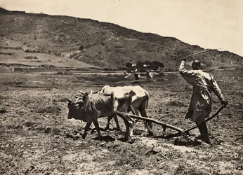 Ploegen op het hoogplateau, 09/05/1936
