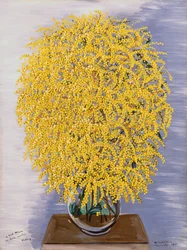 Mimosa