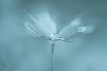 Dromerige blauwe bloem