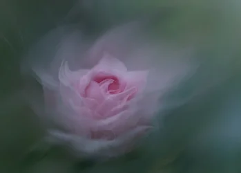 Dromerige roze roos