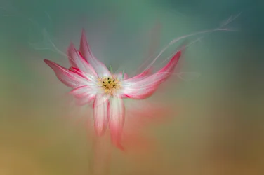 Etherische roze bloem