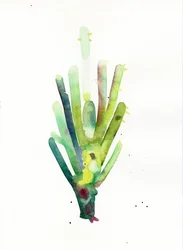 Cardon2