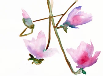Magnolia 1