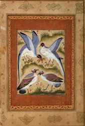 Vogels. Miniatuur gouache van de Mogolse school. 1590-1600. Parijs, Guimet Museum, Nationaal Museum voor Aziatische Kunsten