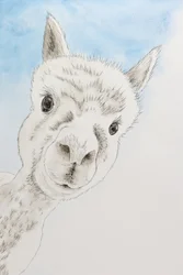 Een nieuwsgierig alpaca-portret