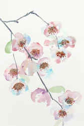 Delicate roze bloesems