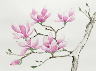 Delicate roze magnolia’s