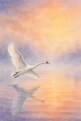De weerspiegeling van een majestueuze zwaan