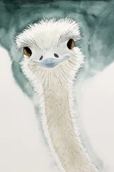 De vrolijke struisvogel uit Afrika