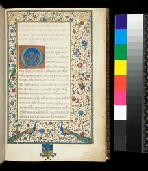 Ms 336. Sallustius, Catilina en Jugurtha, f. 1r. Volledig verluchte rand met pauwen, konijnen, groene parkieten en een duif
