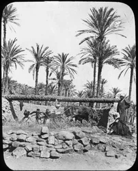 Waterrad, Egypte, c1890