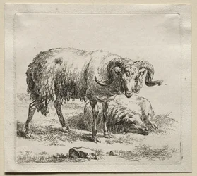 Animalia: Ram en schaap