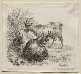Animalia: Drie Geiten