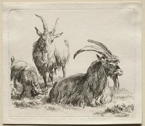 Dieren: Drie Geiten
