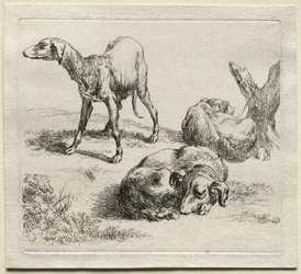 Animalia: Drie Jachthonden