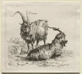 Animalia: Twee Geiten