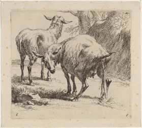 Twee Schapen, Eén Plassend