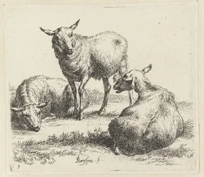 Drie schapen