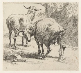 Pissende ooi en een schaap