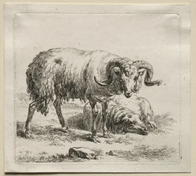 Ram en schaap