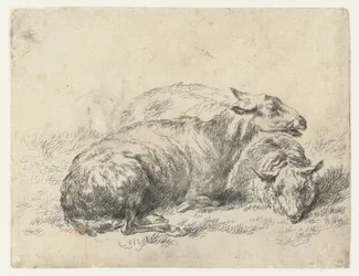 Twee liggende schapen