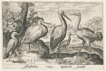 Ooievaar, kraanvogel, reiger en lepelaar