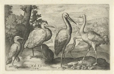 Ooievaar, kraanvogel, reiger en lepelaar