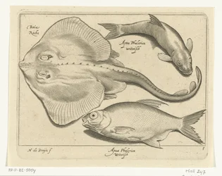 Rog, brasem en witvis