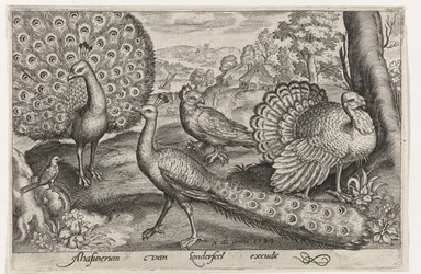 Twee pauwen en kalkoen Vogels en insecten
