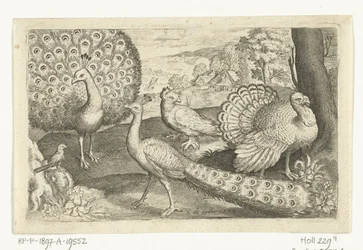 Twee pauwen en kalkoen