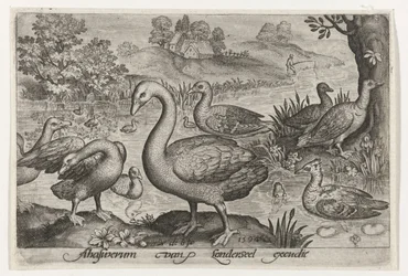 Zwaan en ganzen en eenden bij water