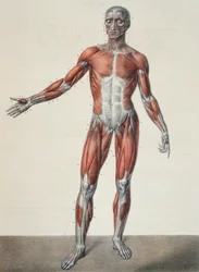 Anatomie van het menselijk lichaam, uit Traité Complet d