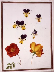Zes hoofden van viooltjes en twee Rosa Foetida (Oostenrijkse Briar)