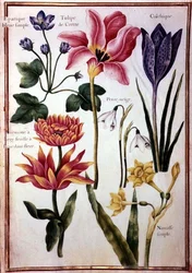 Bloemstudies