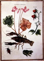 Cyclamen, alpenaardbei, een kreeft en een kikker