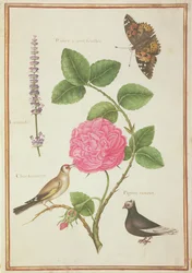 Centifolia Roos, Lavendel, Schildpadvlinder, Distelvink en Kuifduif