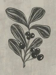 Botanische schets van een bes