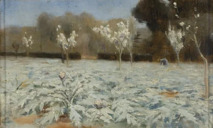 Artisjokken, Hyeres