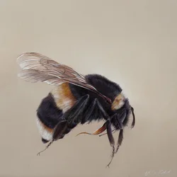 Bombus terrestis 8, 2013 (acryl op hout)