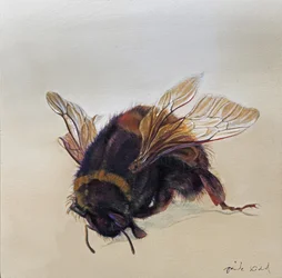 Bombus terrestris 10, 2013 (acryl op hout)