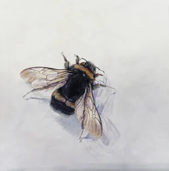 Bombus terrestris 11 (acryl op gegessuurd hout)