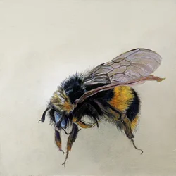 Bombus terrestris 1 (b), 2008 (acryl op hout)