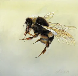 Bombus terrestris 4, 2011 (acryl op hout)