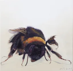 Bombus terrestris 9, 2013 (acryl op hout)
