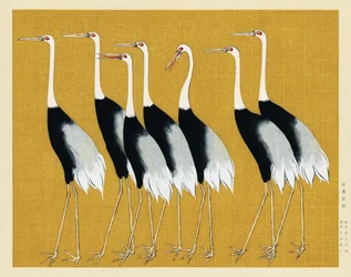 Japanse rode kroonkraanvogel