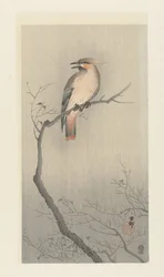 Japanse pestvogel op tak
