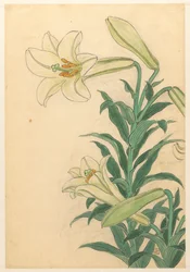 Lelies Teppoyuri