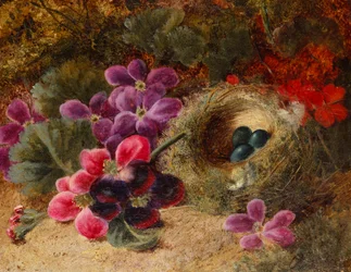 Een vogelnest en geraniums